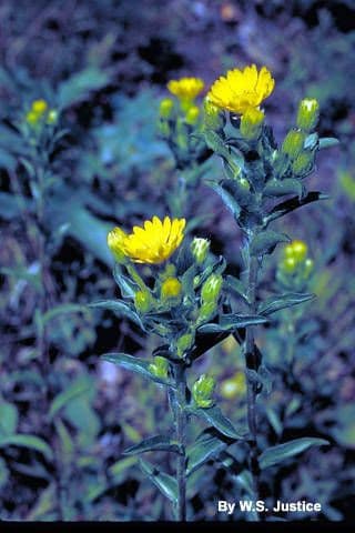 Chrysopsis mariana 3