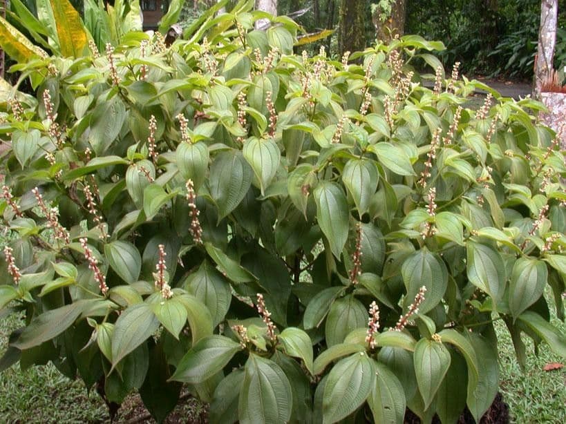 Miconia 7