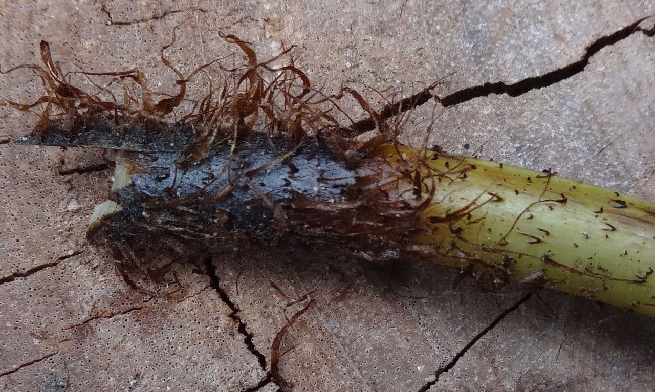 Lastreopsis