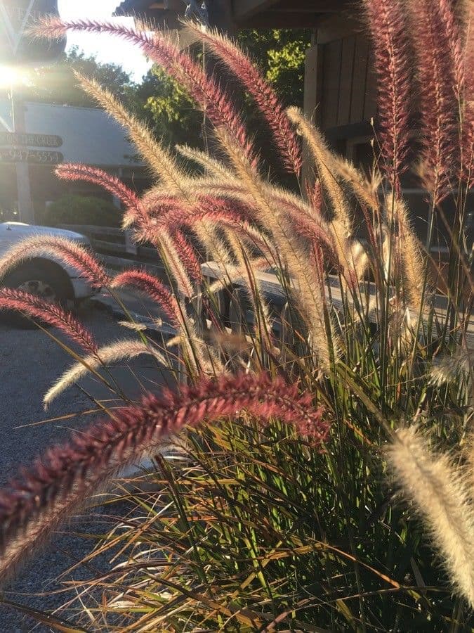 Setaria minore 8