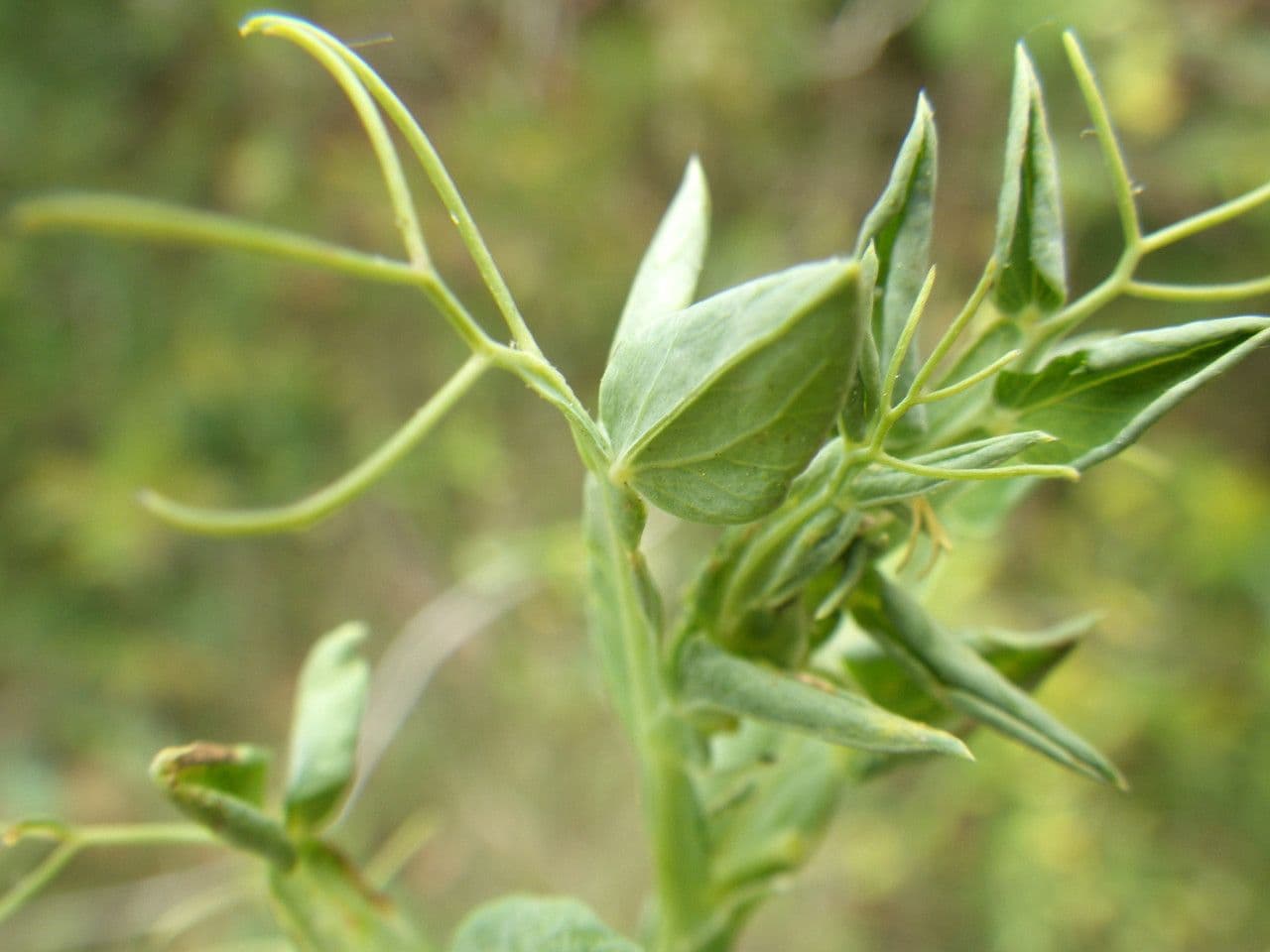 Vesce d'Ochrus 15
