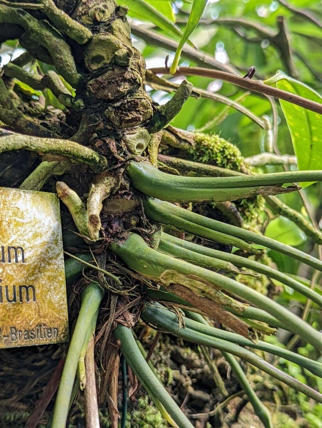 Anthurium 4