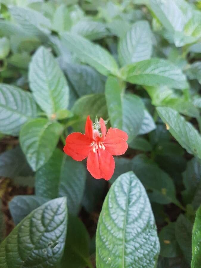 Ruellia elegante 5