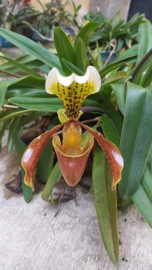 Paphiopedilum splendido 3