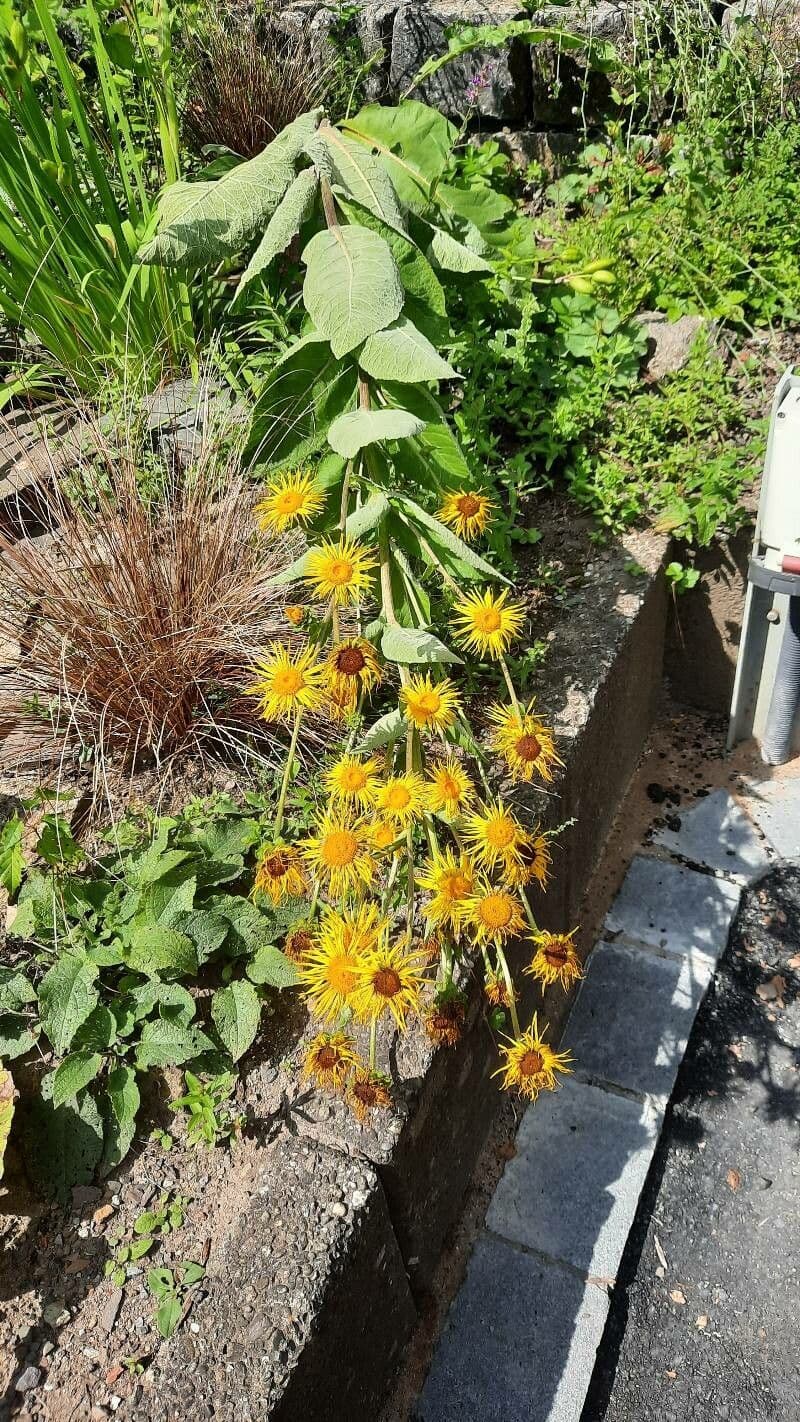Inula 6