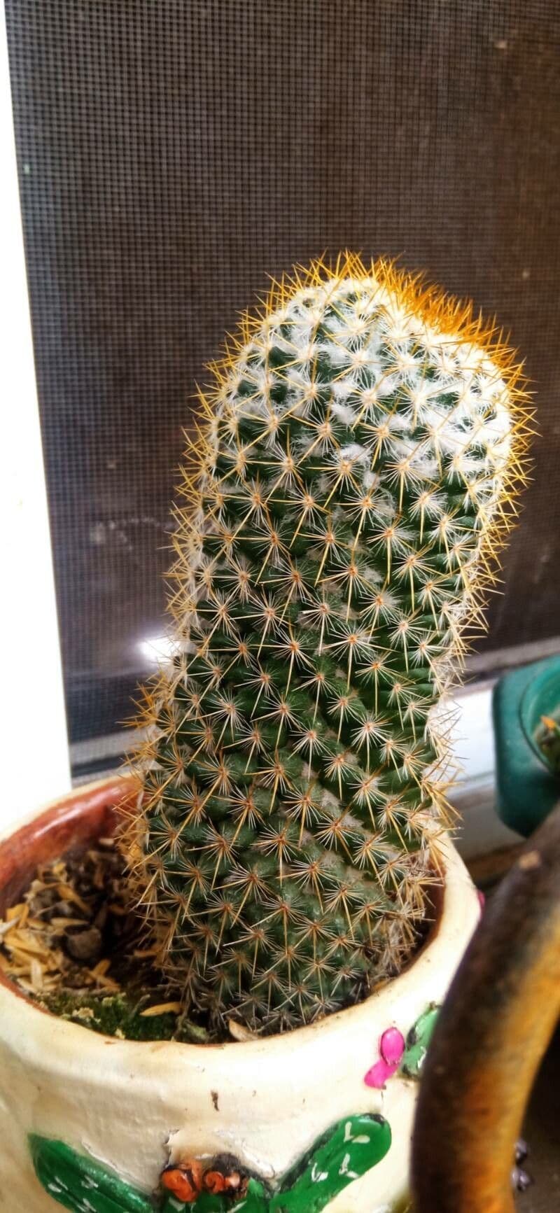 Cactus coussin de Backeberg 9