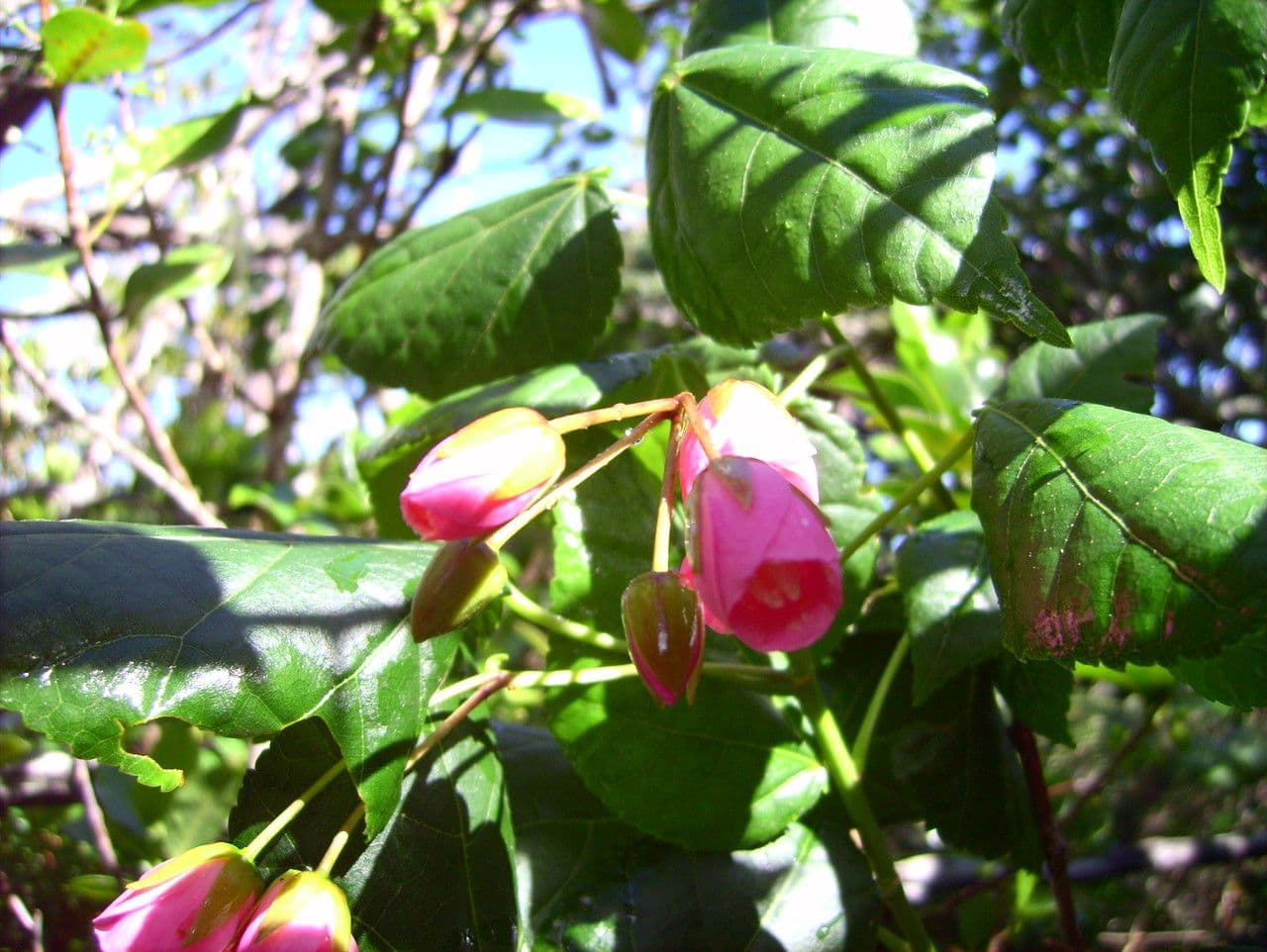 Dombeya 20