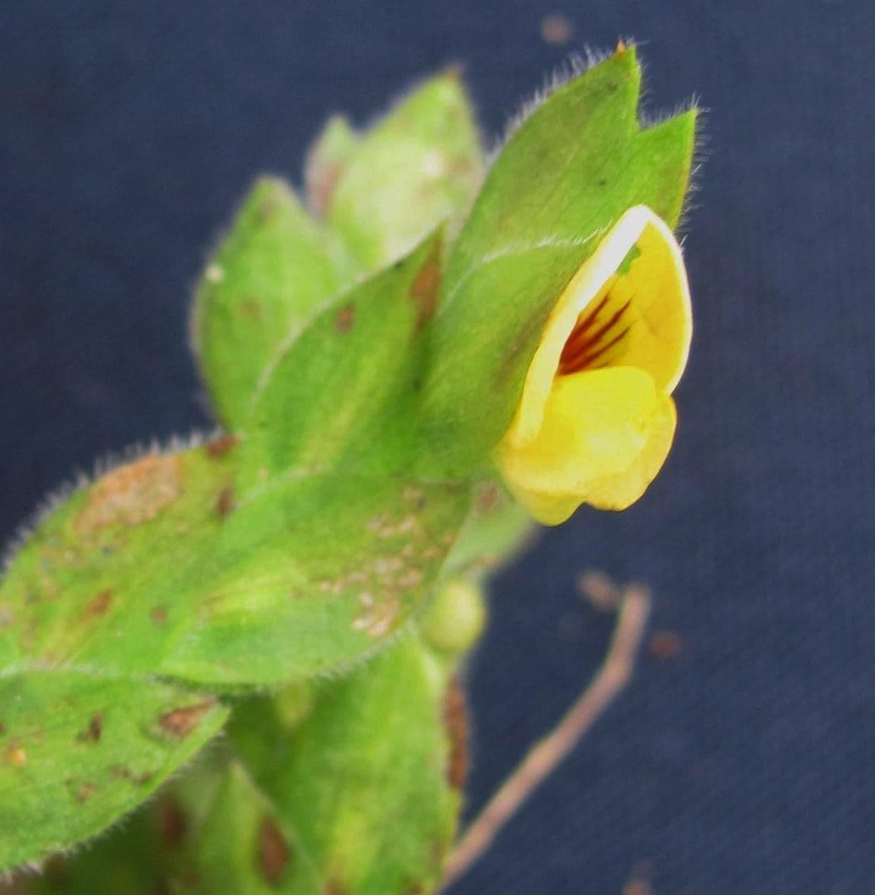 Zornia reticolata 3
