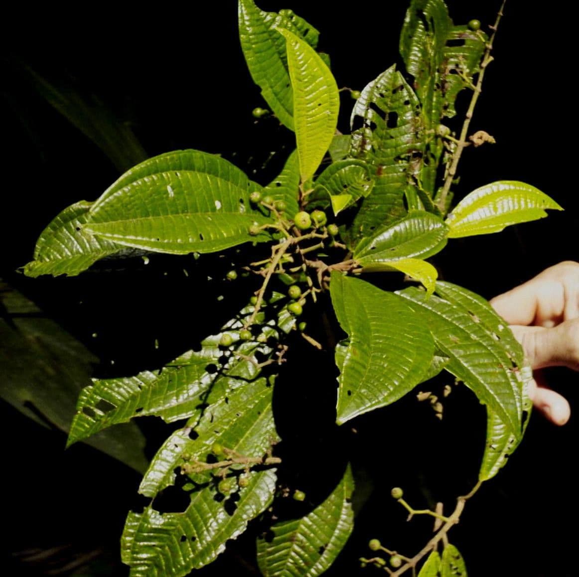 Miconia a spighe multiple 20