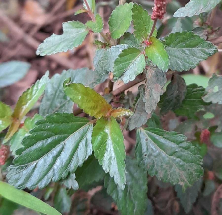 Acalypha 10