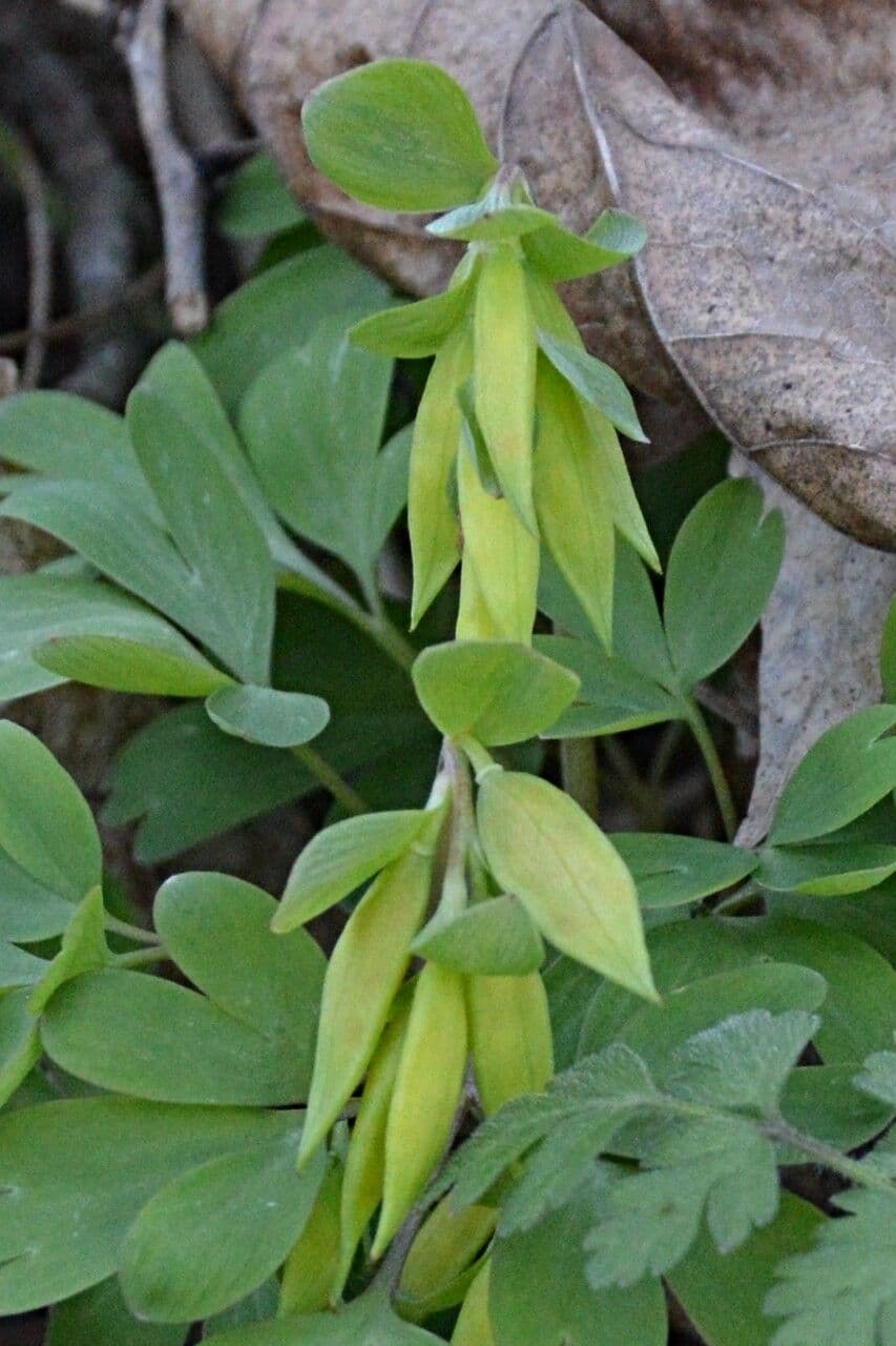 Colombina intermedia
