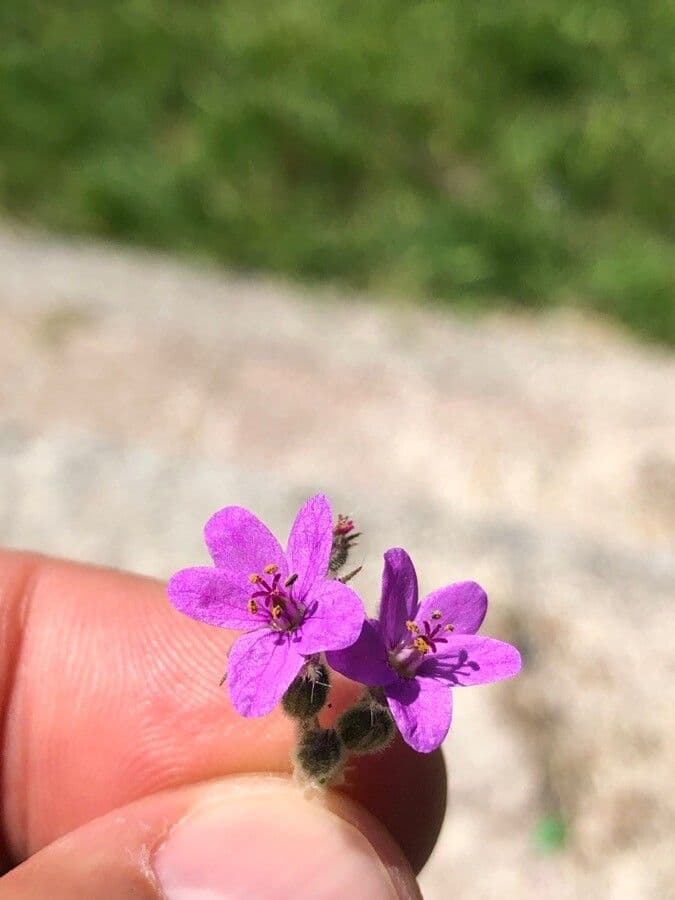 Erodium aethiopicum 4
