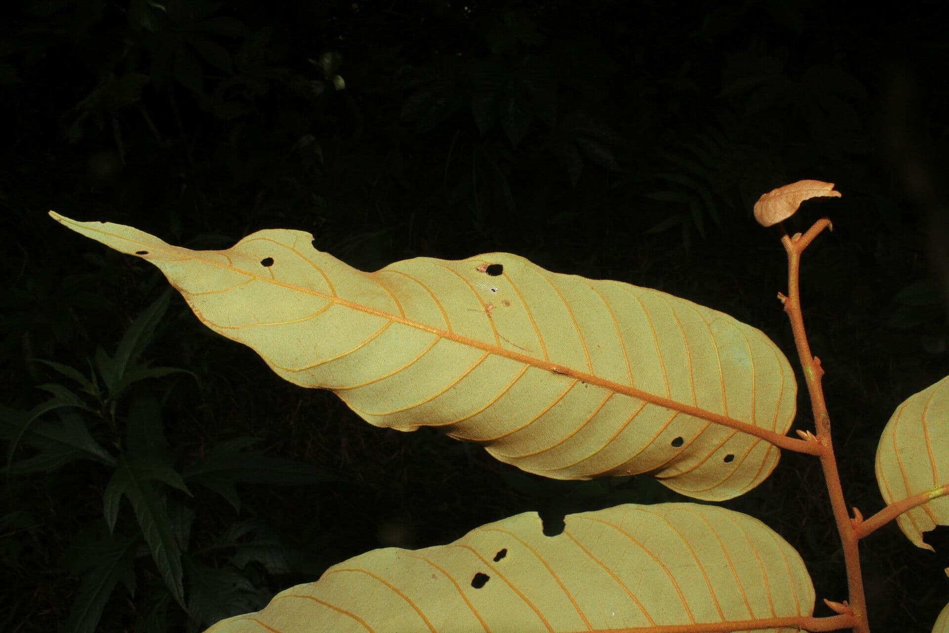 Virola sebifera 9