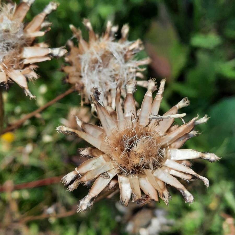 Centaurea 3