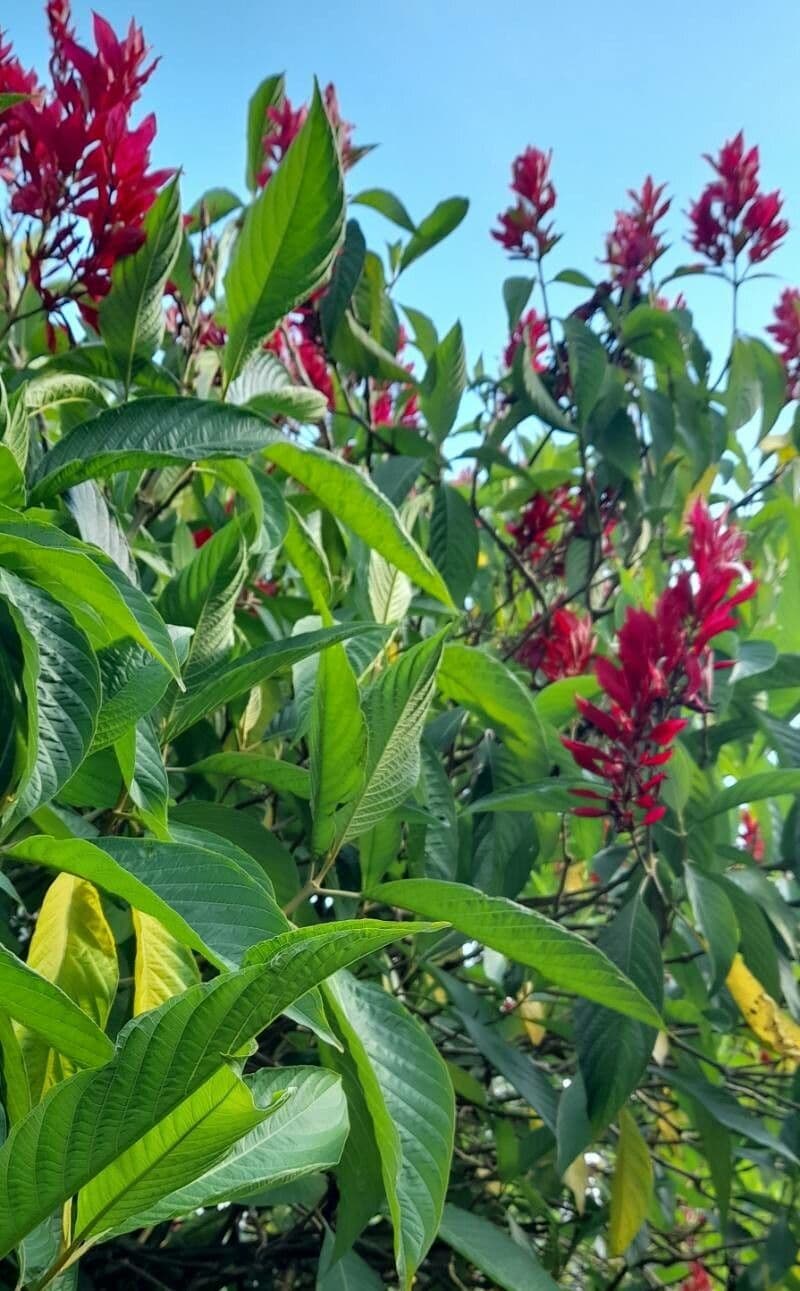 Mantello rosso brasiliano 15