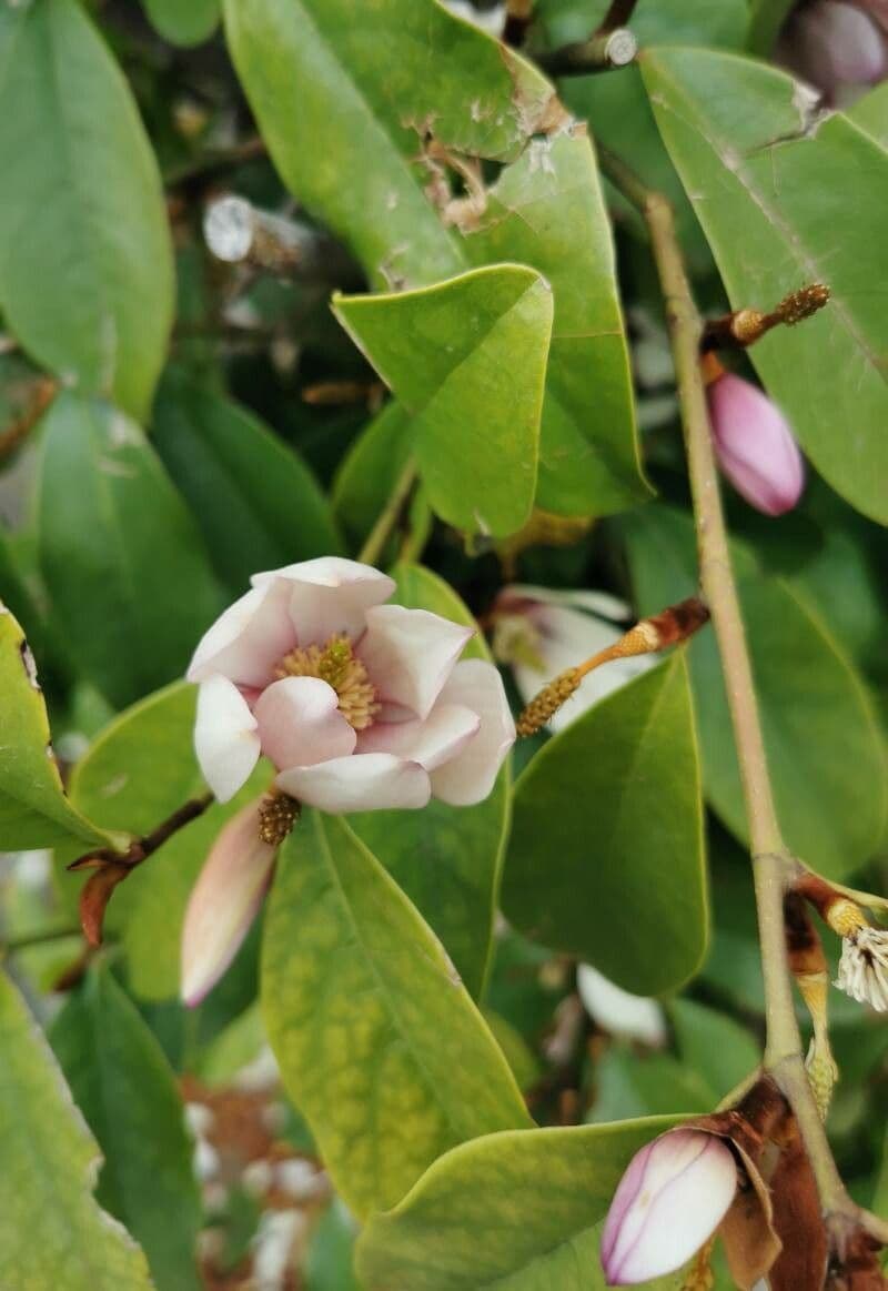Chenille copperleaf 19