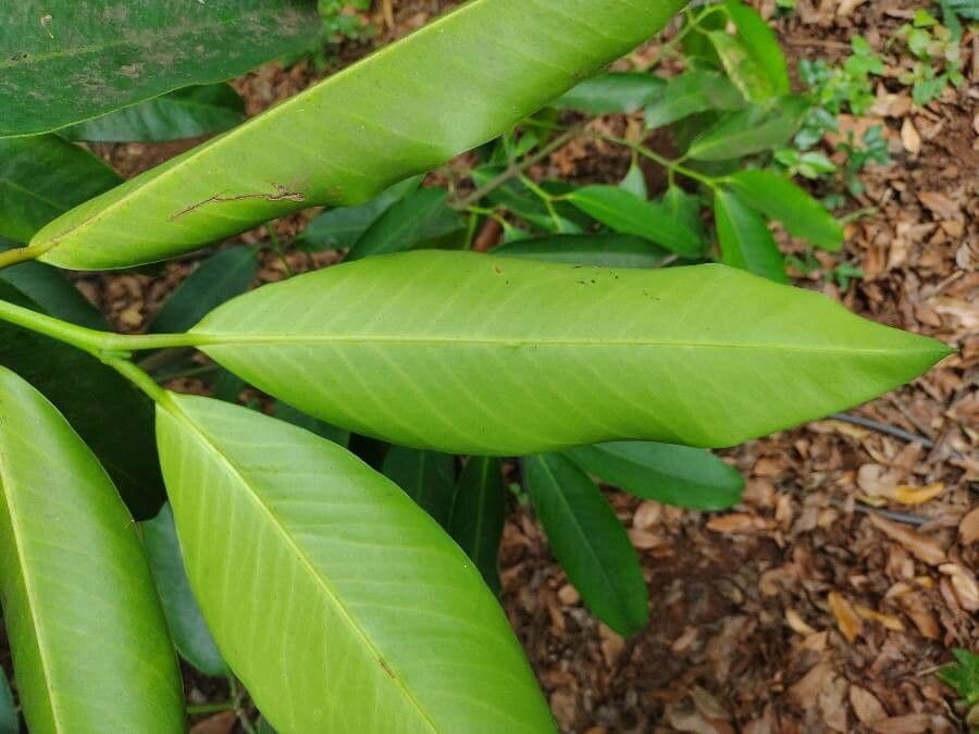 Garcinia cochinchinensis 10