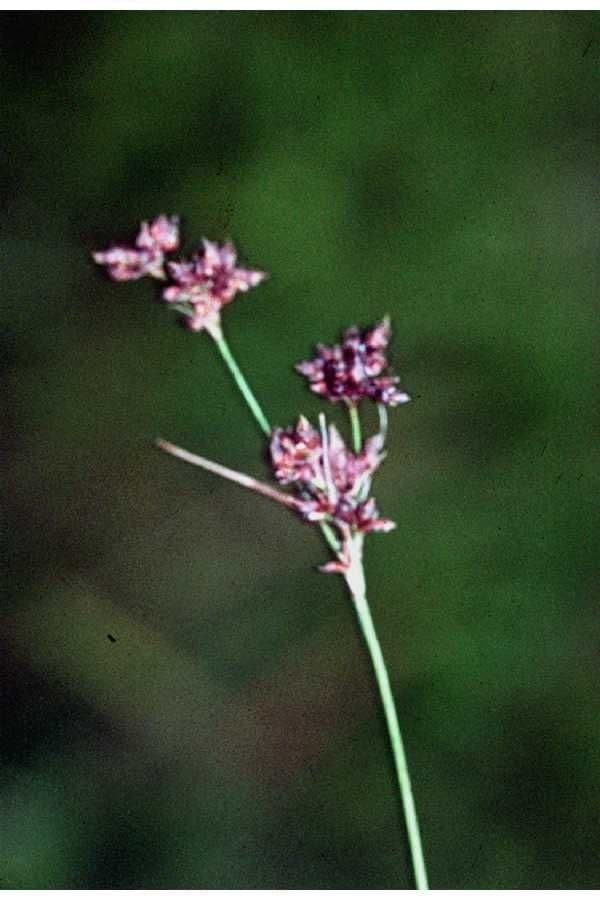 Rhynchospora