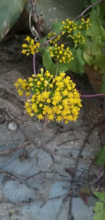 Delairea odorata 3