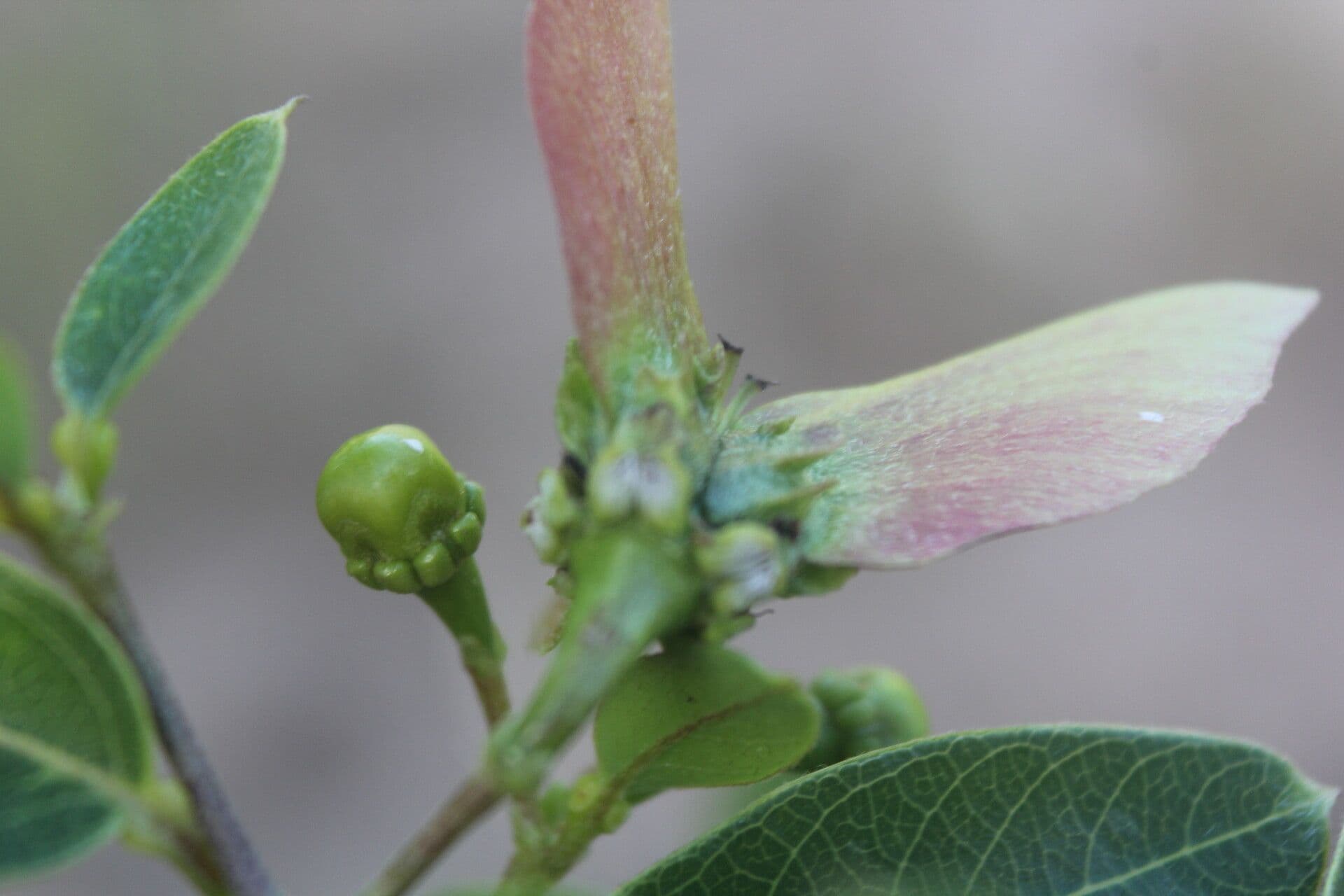 Stigmaphyllon 3