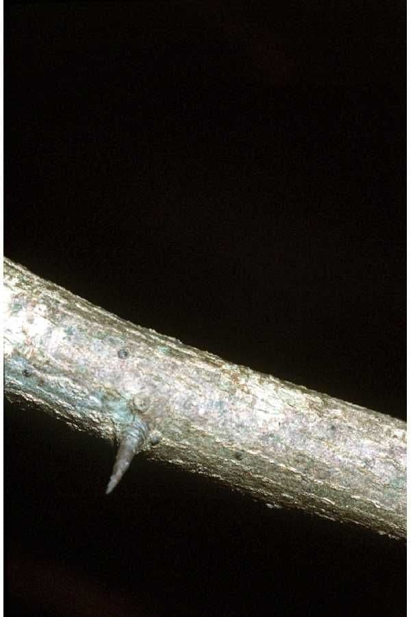 Sideroxylon 11