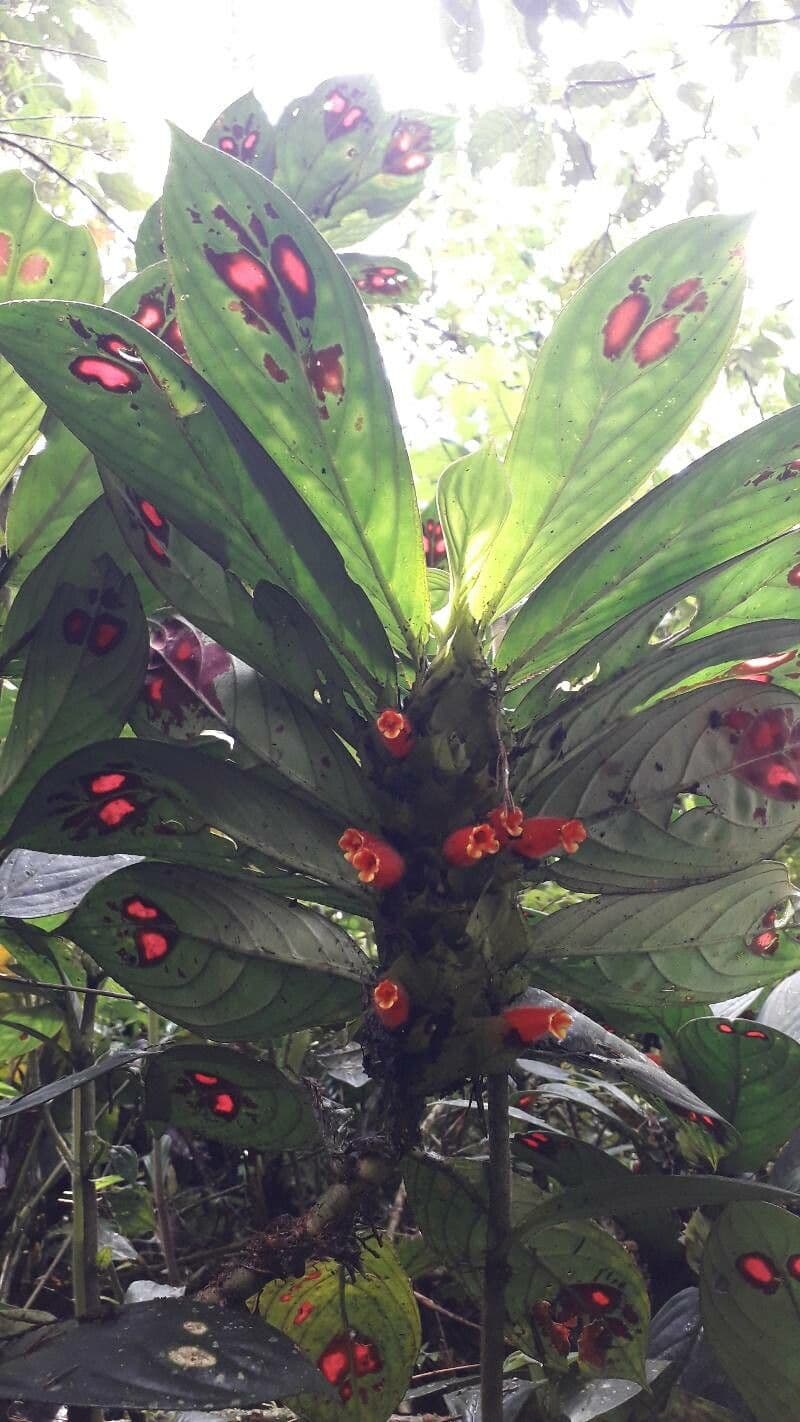 Columnea 7