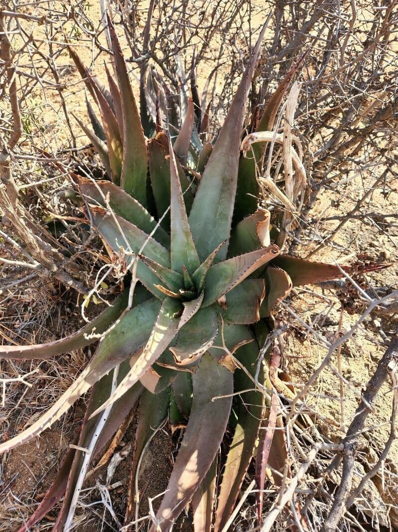 Aloe 12