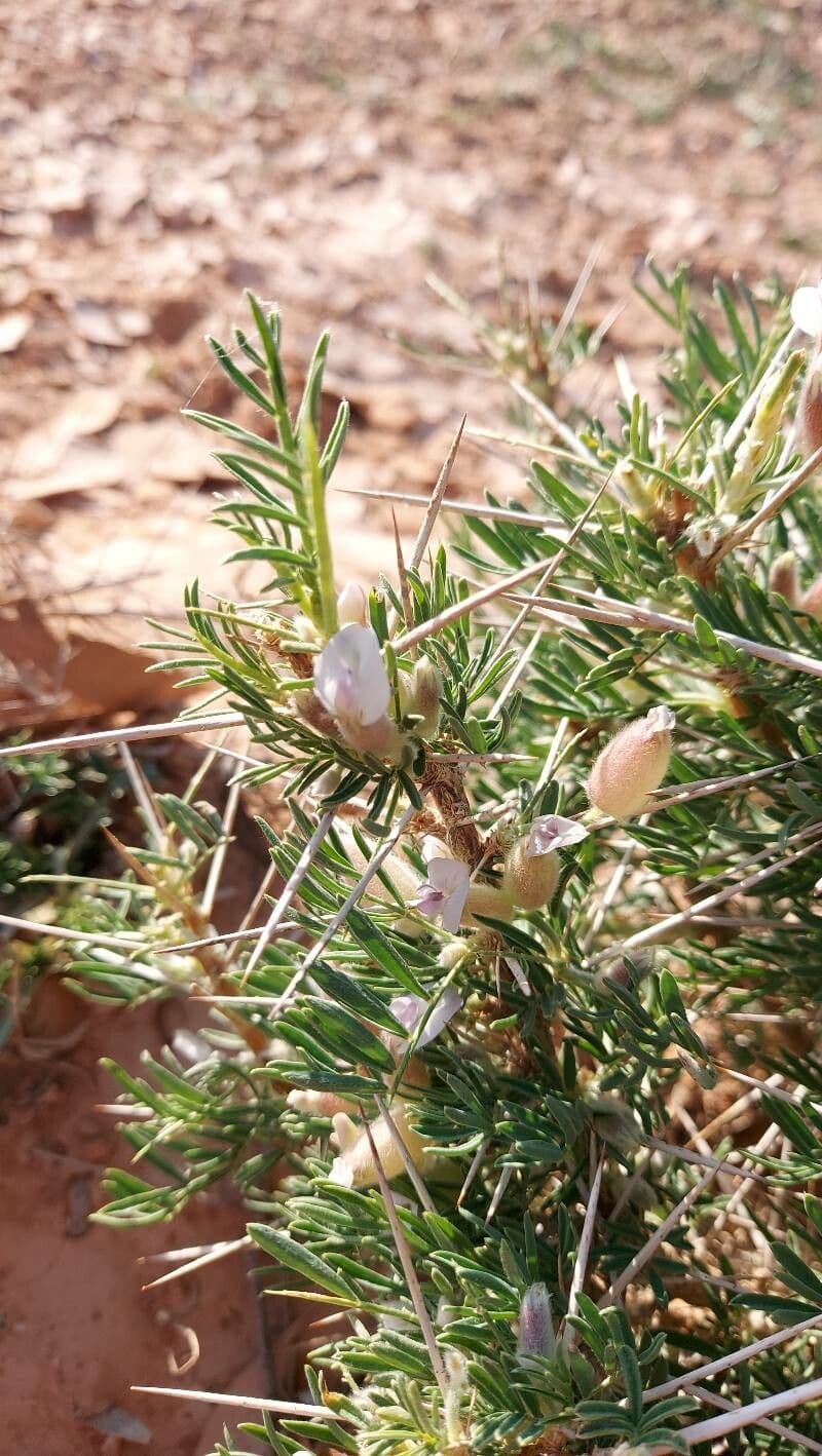 Astragalo 10