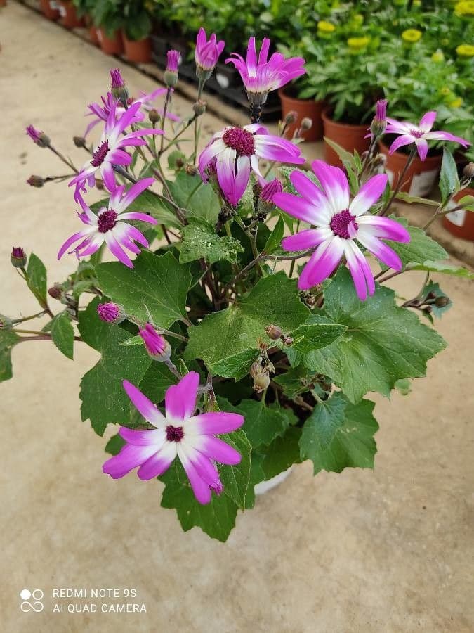 Pericallis 3