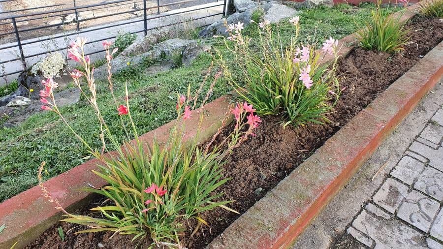 Watsonia 11