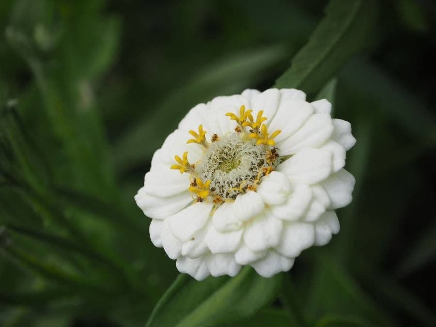 Zinnia 8