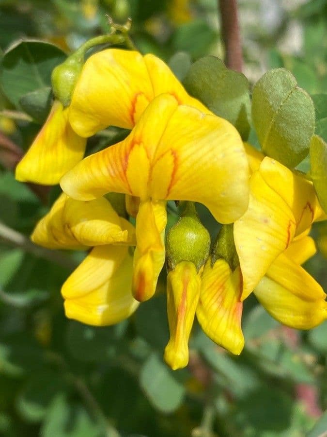 Vesicaria 7