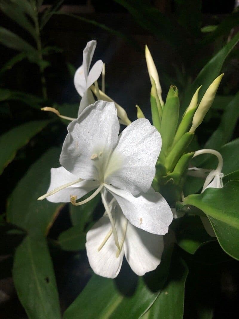 Hedychium coronarium 5