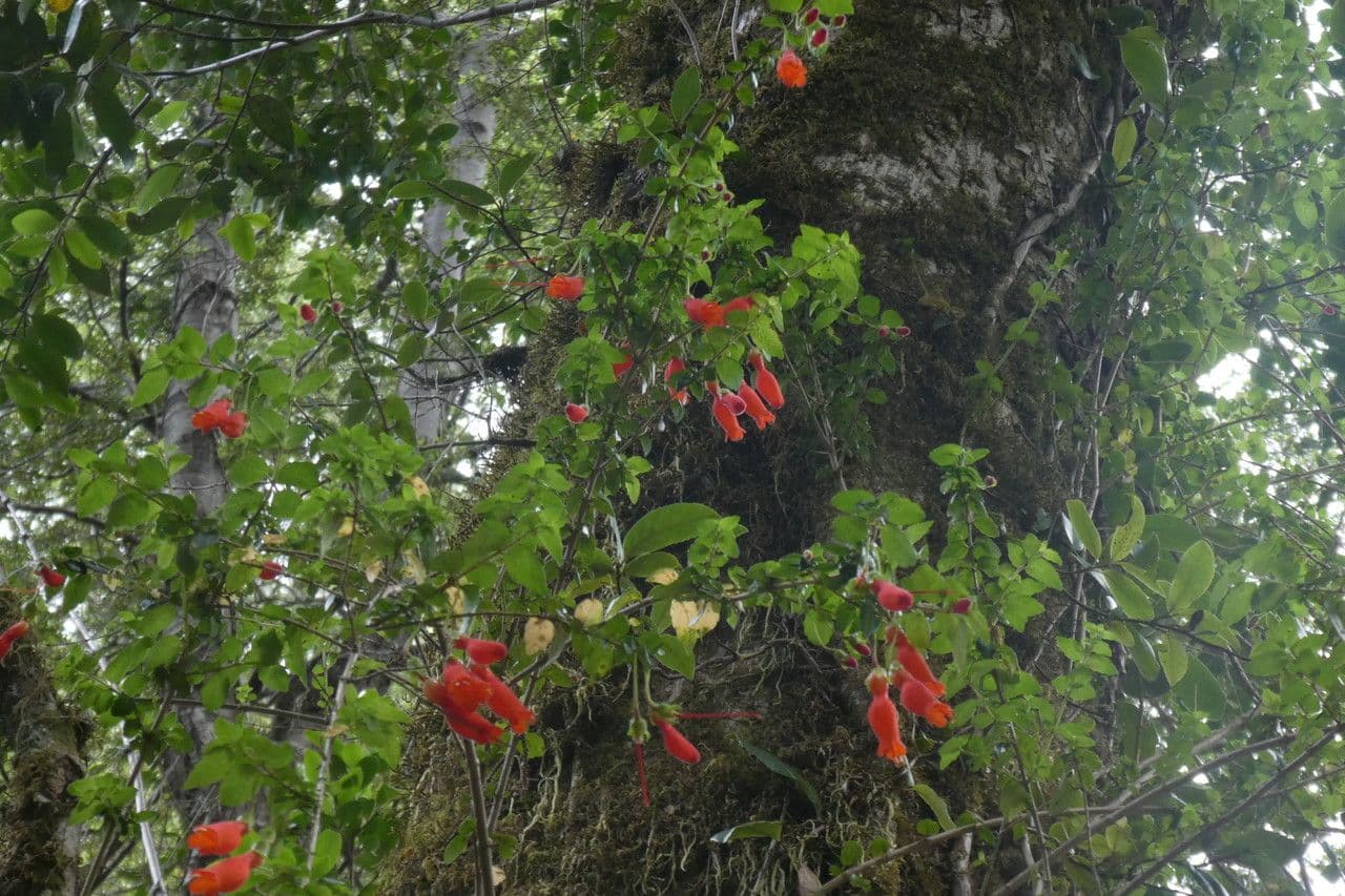 Mitraria 13