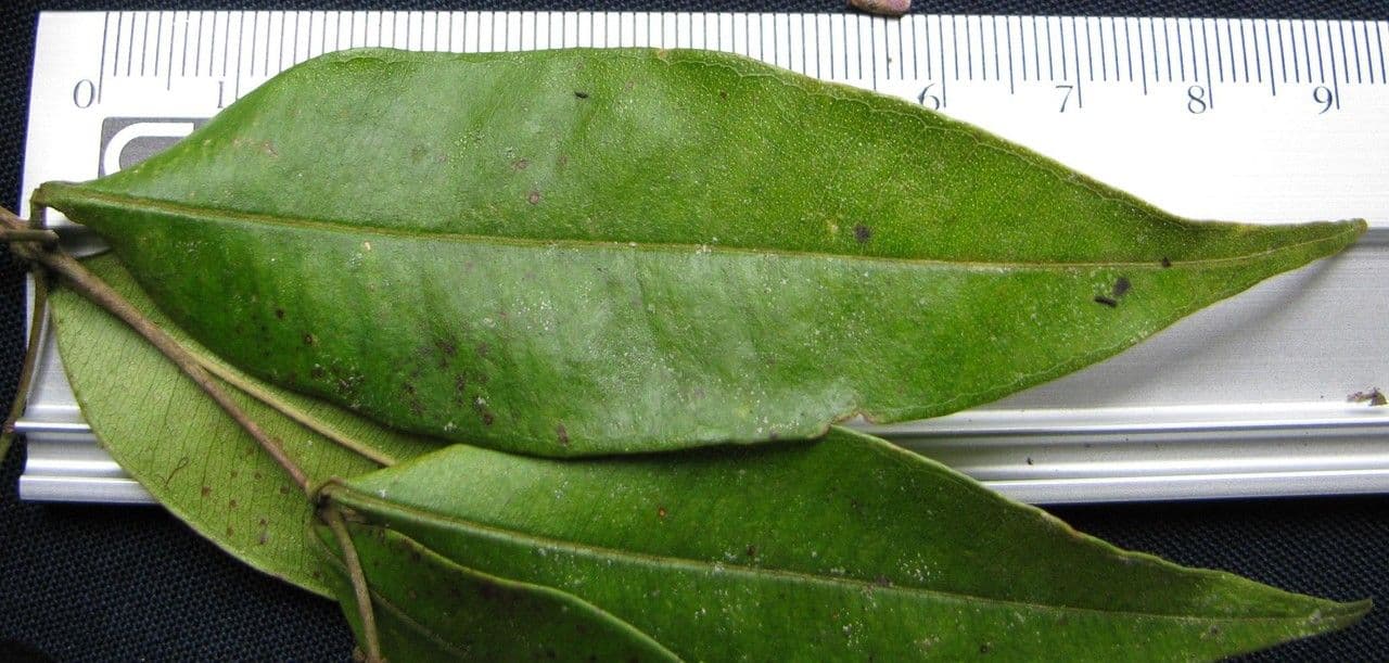 Glänzende Myrcia 26