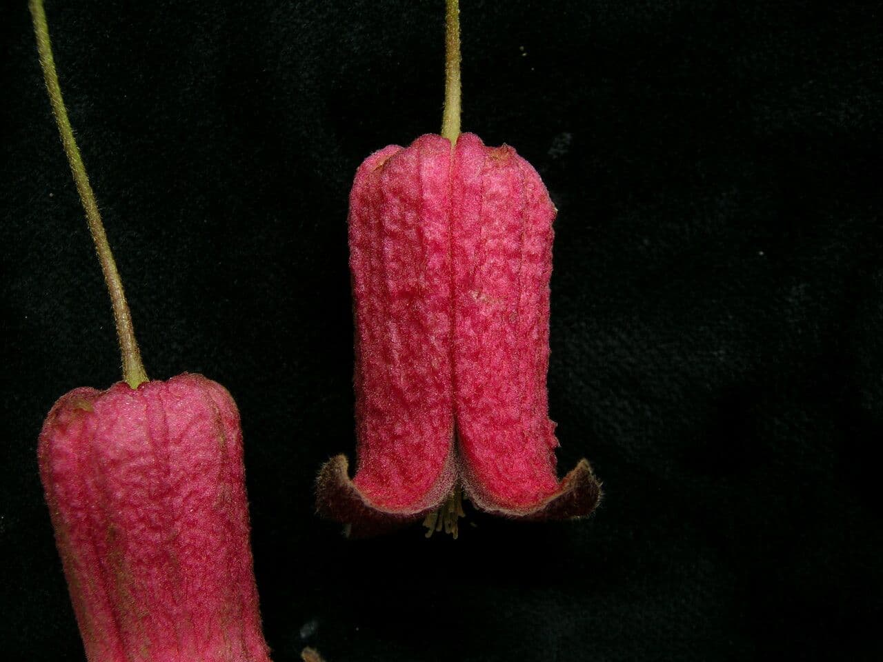 Clematis 2