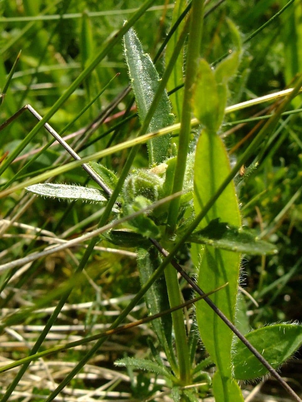 Viola gialla 19
