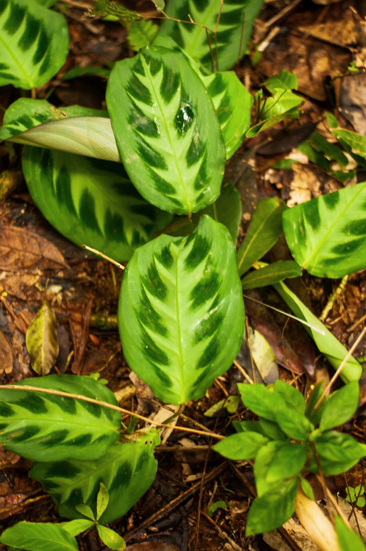 Maranta 5