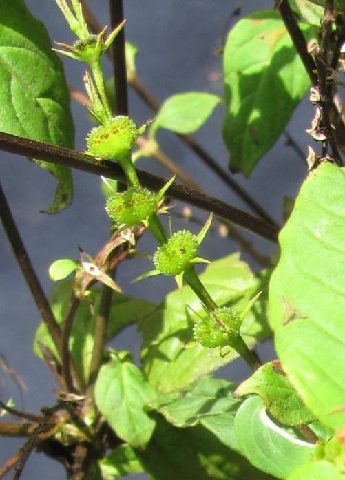 Spigelia 8