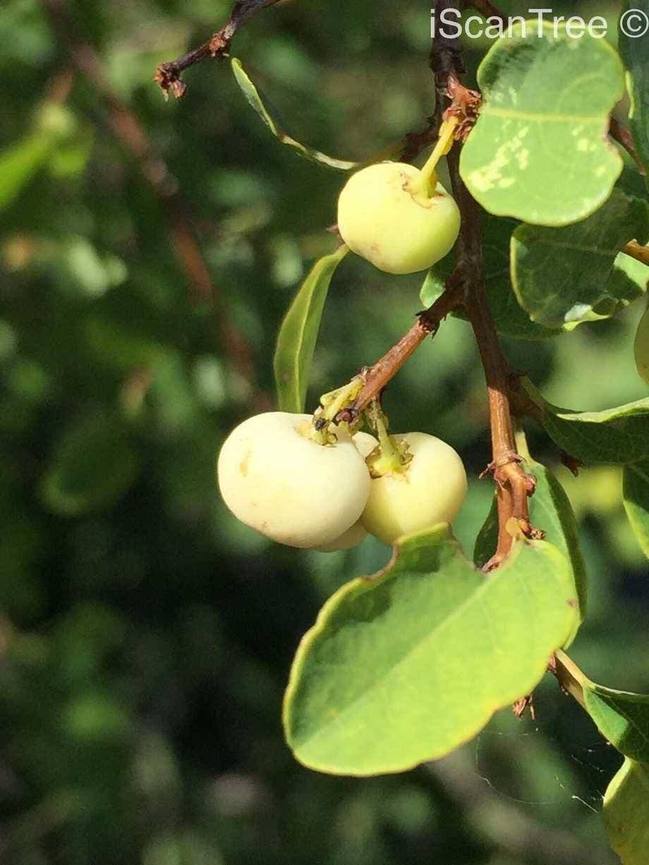 Flueggea