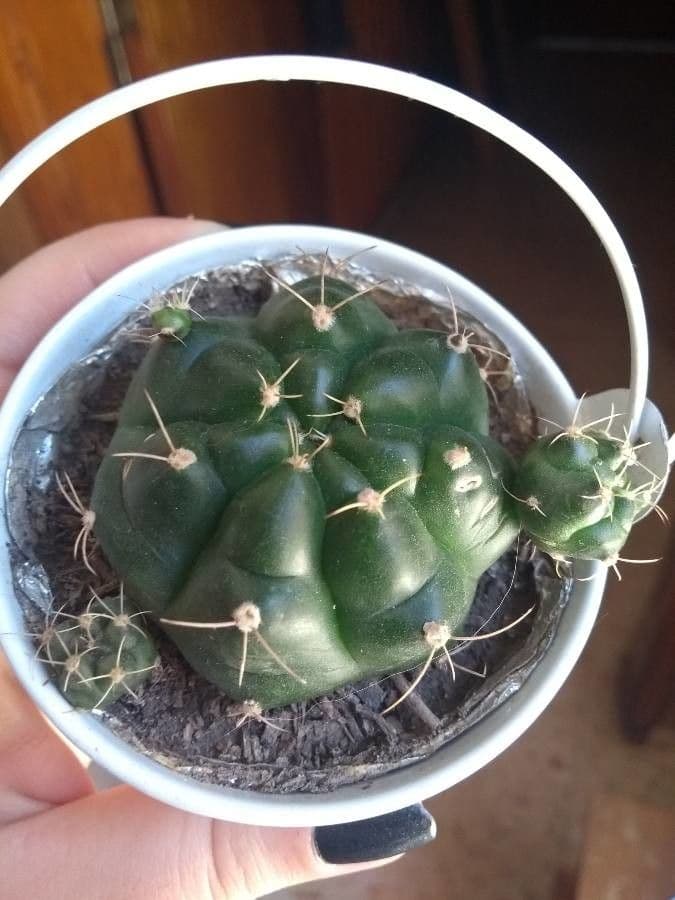 Gymnocalycium 4