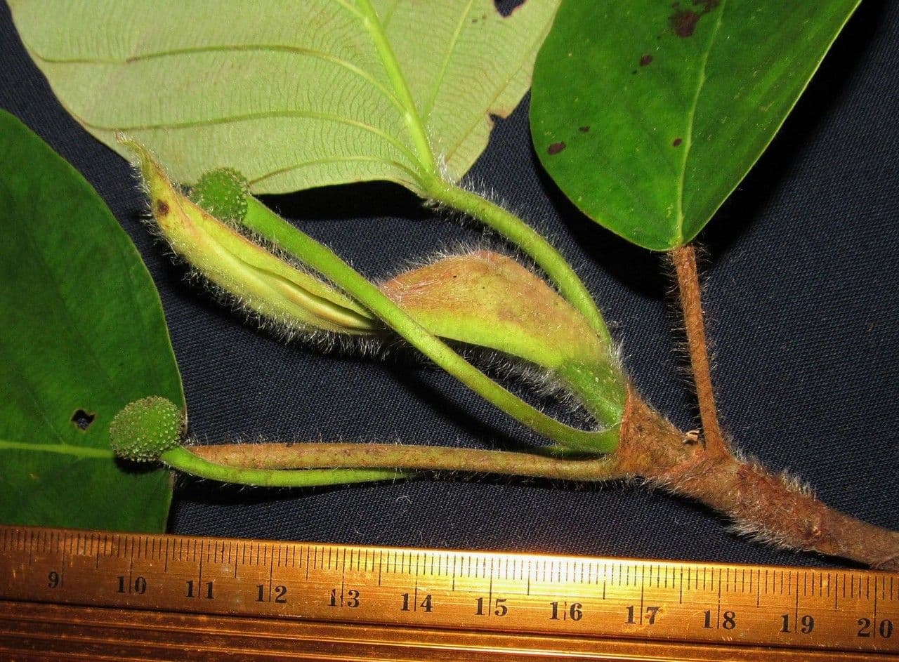 Coussapoa villosa 3