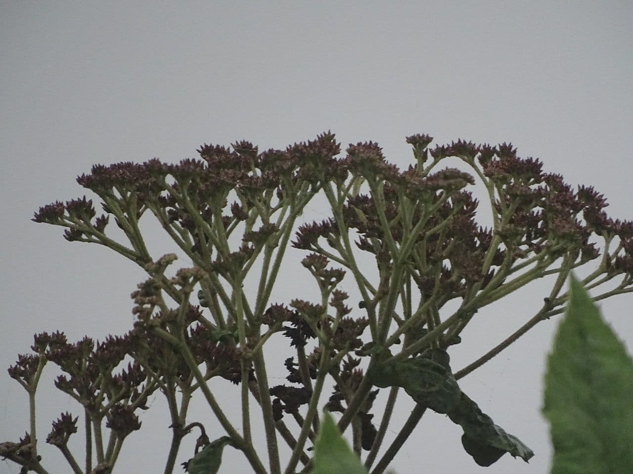 Solano 2