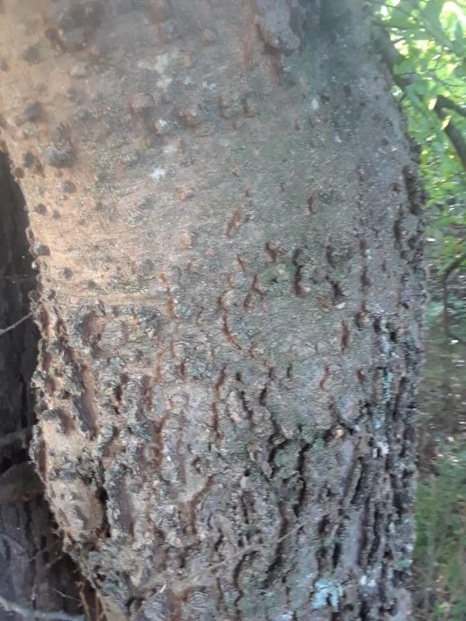 Celtis laevigata 19
