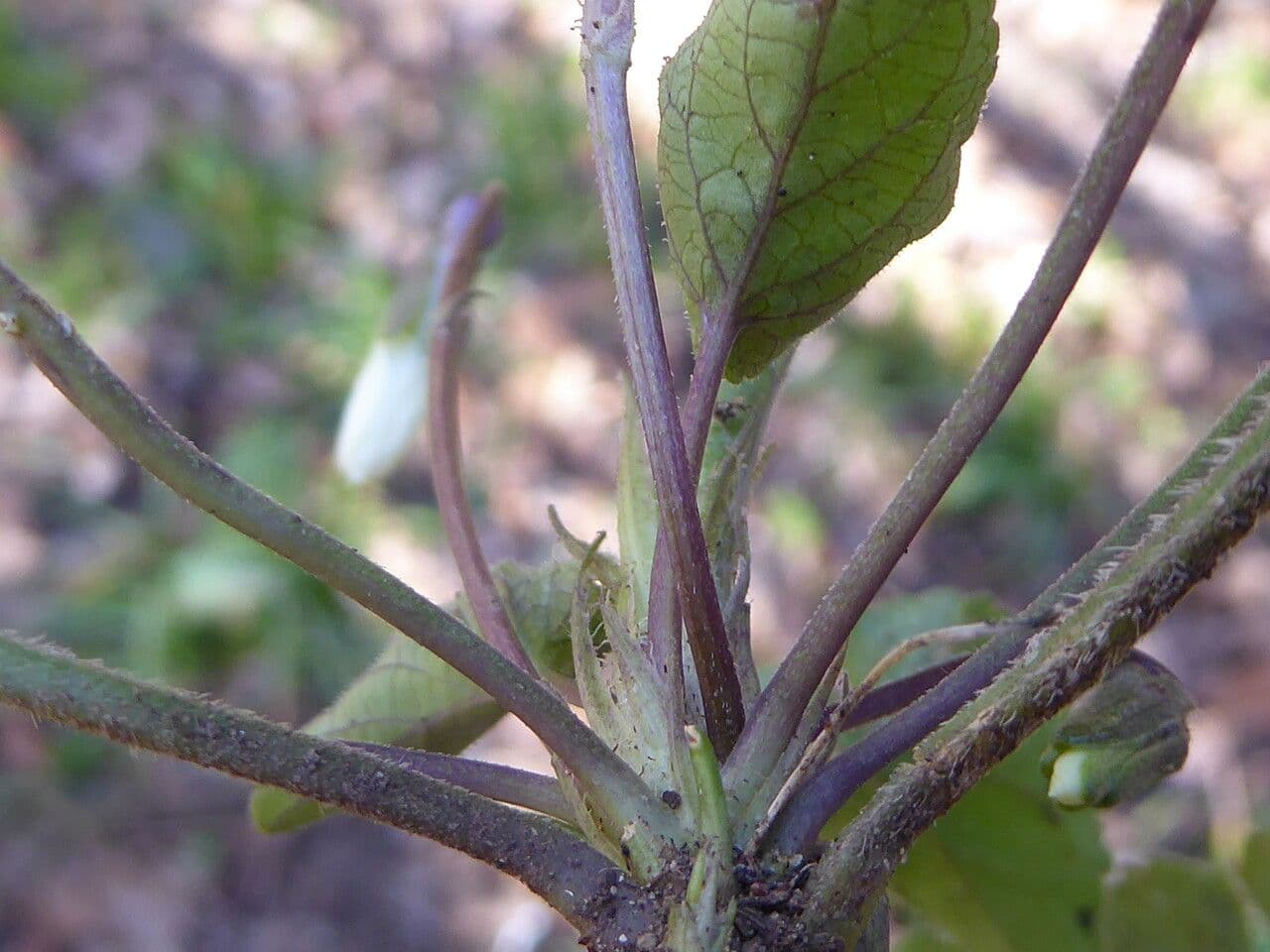 Viola bianca 25