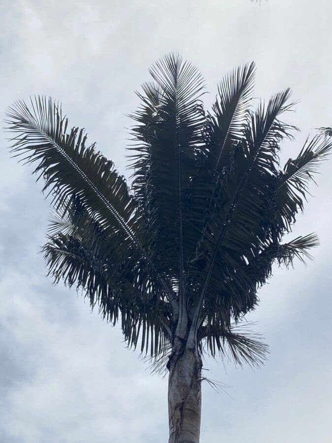 Ceroxylon quindiuense 2