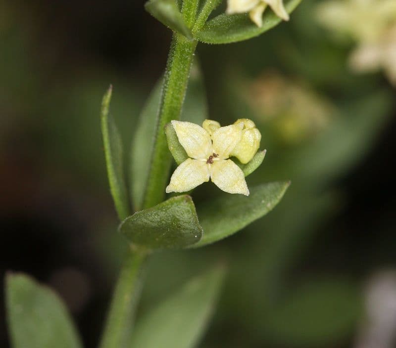 Galium serpenticum 2