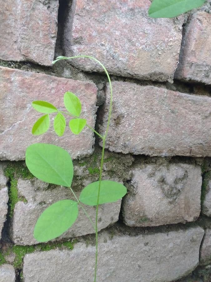 Clitoria ternatea 20