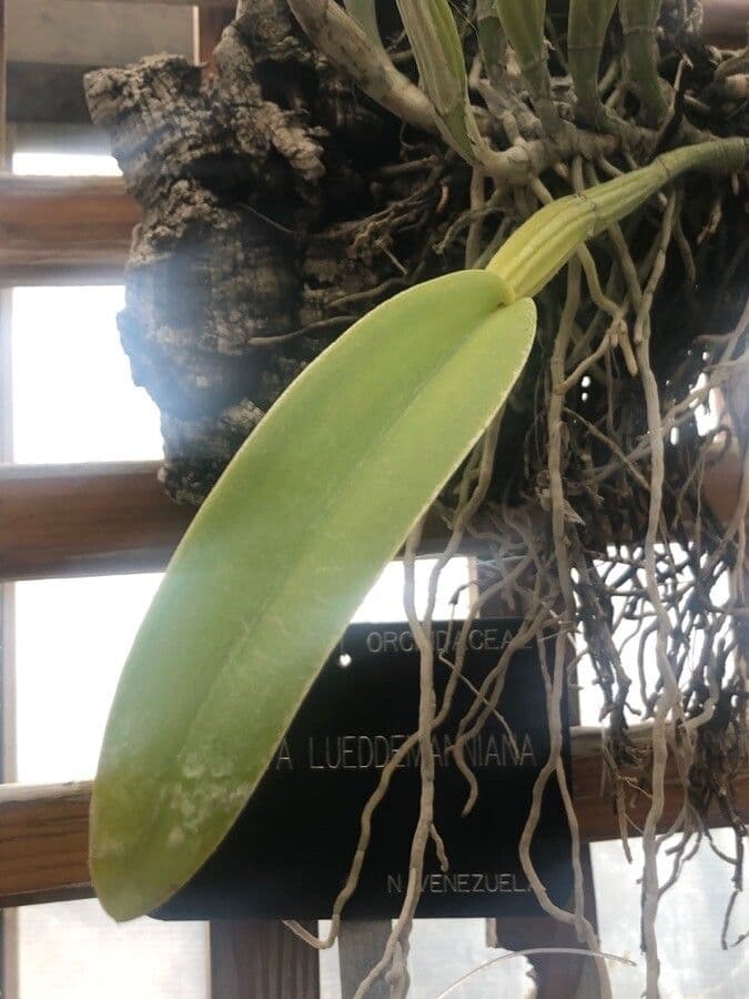 Cattleya di Lueddemann 6
