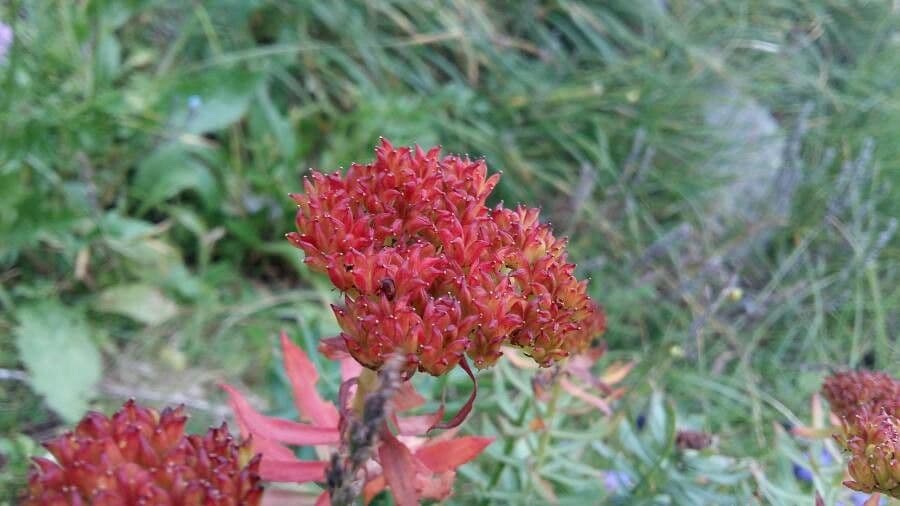 Rhodiola integrifolia 7